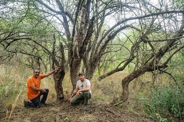 Cordobesismo, ecocidio, desarrollo, territorio, Sigismondi
