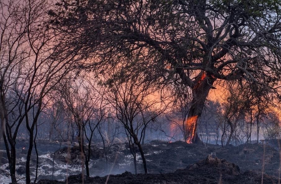 Cordobesismo, ecocidio, desarrollo, territorio, Sigismondi