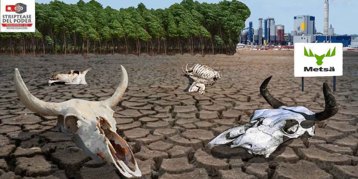 Uruguay, pasteras, ecucaliptos, sequía, Botnia, UPM, Ence, déficit hídrico